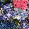 ダイソー100均紫陽花造花画像一覧！あじさい花冠リースなど
